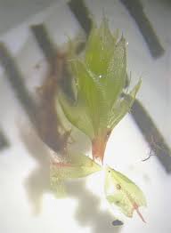 Attēlu rezultāti vaicājumam “Bryum pallens sporophyte”