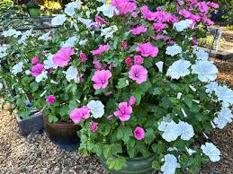 Image result for Lavatera trimestris