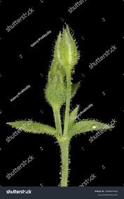 Attēlu rezultāti vaicājumam “Arenaria serpyllifolia flower”