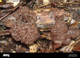 Attēlu rezultāti vaicājumam “Ascotremella faginea”