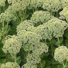 Attēlu rezultāti vaicājumam “Hylotelephium maximum flower”