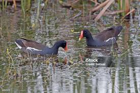 Attēlu rezultāti vaicājumam “Gallinula chloropus adult”