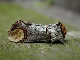 Attēlu rezultāti vaicājumam “Phalera bucephala imago”