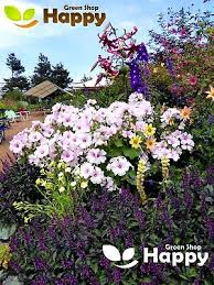 Image result for Lavatera trimestris