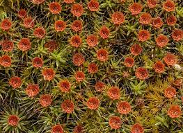 Attēlu rezultāti vaicājumam “Polytrichum piliferum”