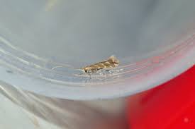 Attēlu rezultāti vaicājumam “Phyllonorycter platanoidella”