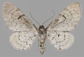 Attēlu rezultāti vaicājumam “Eupithecia venosata”