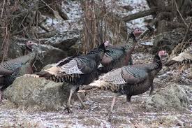 Attēlu rezultāti vaicājumam “Galliformes”