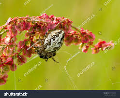 Attēlu rezultāti vaicājumam “Aculepeira ceropegia”