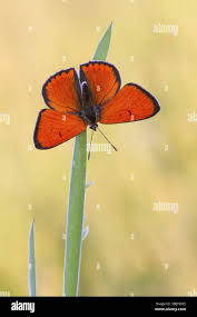 Attēlu rezultāti vaicājumam “Lycaena dispar male”