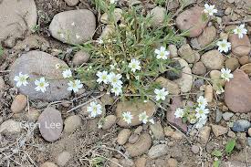 Attēlu rezultāti vaicājumam “Cerastium arvense flower”