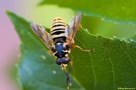 Attēlu rezultāti vaicājumam “Temnostoma vespiforme”