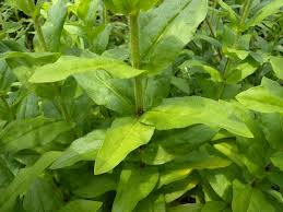 Attēlu rezultāti vaicājumam “Silene chalcedonica flower”