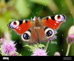 Attēlu rezultāti vaicājumam “Inachis io upperside”