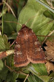 Attēlu rezultāti vaicājumam “Cerastis leucographa”