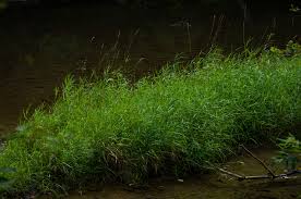 Attēlu rezultāti vaicājumam “Phalaroides arundinacea fruit”