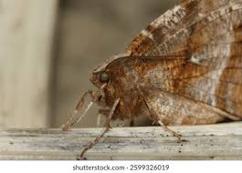 Attēlu rezultāti vaicājumam “Selenia dentaria imago”