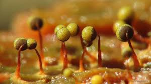 Attēlu rezultāti vaicājumam “Cribraria aurantiaca”