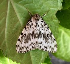 Attēlu rezultāti vaicājumam “Lymantria monacha”