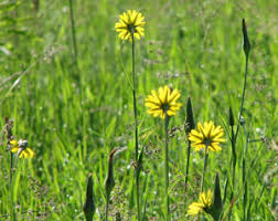 Attēlu rezultāti vaicājumam “Tragopogon heterospermus bud”