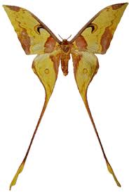 Attēlu rezultāti vaicājumam “Saturniidae”