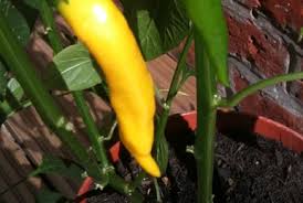 Afbeeldingsresultaat voor thai yellow hot pepper