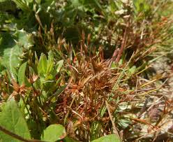 Attēlu rezultāti vaicājumam “Juncus capitatus”