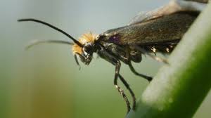 Attēlu rezultāti vaicājumam “Acantholyda posticalis”