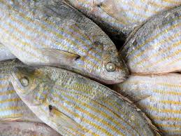 Image result for Sarpa salpa