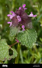 Attēlu rezultāti vaicājumam “Lamium purpureum flower”
