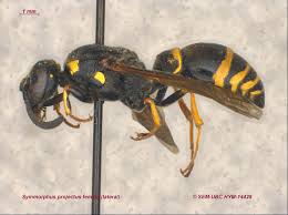 Attēlu rezultāti vaicājumam “Symmorphus sp.”