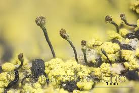 Attēlu rezultāti vaicājumam “Chaenotheca chrysocephala”