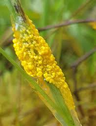 Attēlu rezultāti vaicājumam “Badhamia lilacina var. megaspora sessile”