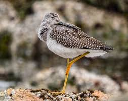 Image result for Tringa melanoleuca