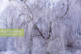 Attēlu rezultāti vaicājumam “Salix x sepulcralis”