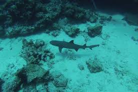 Image result for Triaenodon obesus