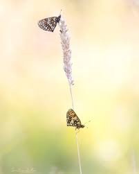 Attēlu rezultāti vaicājumam “Mellicta athalia”