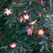 Attēlu rezultāti vaicājumam “Rosa glauca”