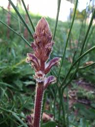 Attēlu rezultāti vaicājumam “Orobanche elatior bud”