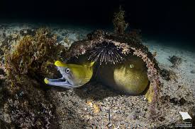 Image result for Gymnothorax vicinus