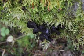 Attēlu rezultāti vaicājumam “Ionomidotis irregularis”