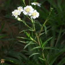 Attēlu rezultāti vaicājumam “Achillea ptarmica leaf”