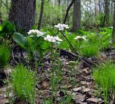 Attēlu rezultāti vaicājumam “Cardamine pratensis flower”