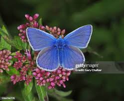 Attēlu rezultāti vaicājumam “Polyommatus icarus”