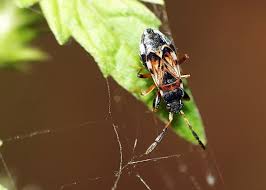 Attēlu rezultāti vaicājumam “Scolopostethus thomsoni”