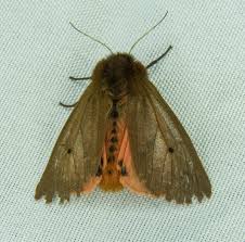 Attēlu rezultāti vaicājumam “Phragmatobia fuliginosa”