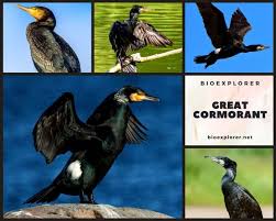 Attēlu rezultāti vaicājumam “Phalacrocorax carbo adult”
