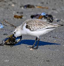 Attēlu rezultāti vaicājumam “Calidris alba adult”