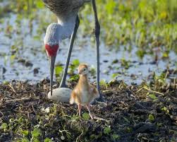 Attēlu rezultāti vaicājumam “Grus grus eggs”