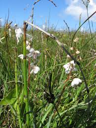 Attēlu rezultāti vaicājumam “Pyrola rotundifolia”